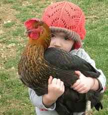 Kids Best Backyard Chickens
