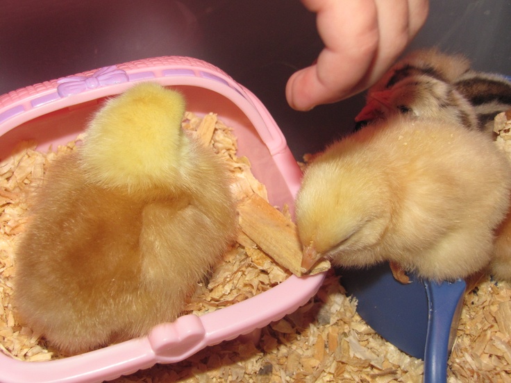 Raising Baby Chicks to Be Friendly