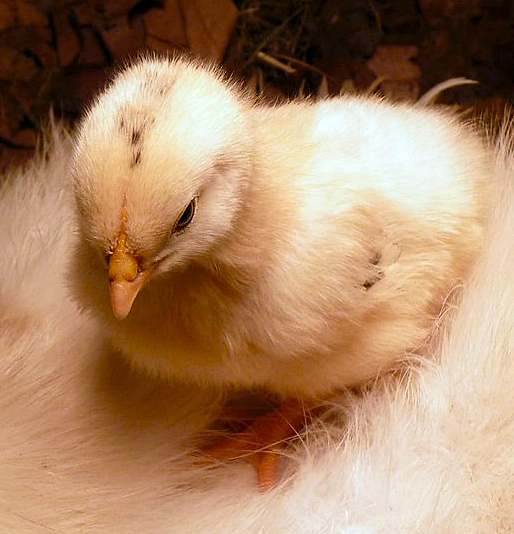 a young chick needs good tarter chicken feed